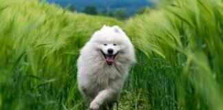 Köpek Isırığı Destekleyici Terapisi – Evde İyileşmeye Nasıl Yardımcı Olunur Köpek Isırığı Destekleyici Terapisi - Evde İyileşmeye Nasıl Yardımcı Olunur