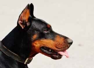 Dog Bite Supportive Therapy – When and Why It’s Needed Dog Bite Supportive Therapy – When and Why It’s Needed