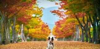 Dog Bite Swelling – How to Reduce Pain and Speed Up Healing Dog Bite Swelling – How to Reduce Pain and Speed Up Healing