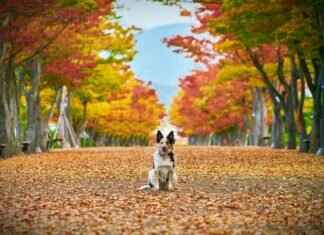 Dog Bite Swelling – How to Reduce Pain and Speed Up Healing Dog Bite Swelling – How to Reduce Pain and Speed Up Healing