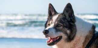 Köpek Isırığı Şişmesi – Ağrıyı Nasıl Azaltır ve İyileşmeyi Hızlandırırsınız Köpek Isırığı Şişmesi – Ağrıyı Nasıl Azaltır ve İyileşmeyi Hızlandırırsınız