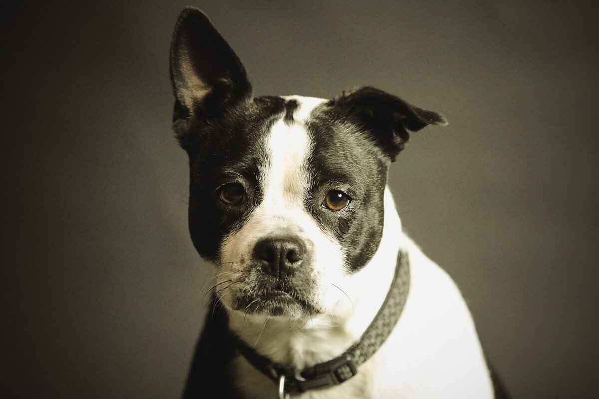Understanding Dog Bite Injuries