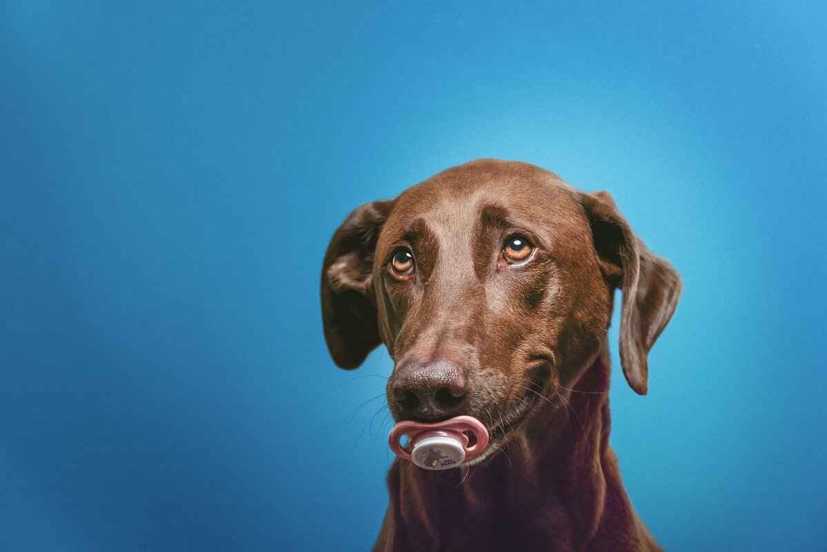 Preventing Future Dog Bites