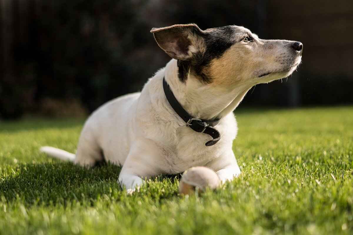 Immediate First Aid for Dog Bites