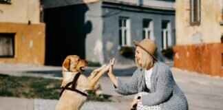 Köpek Isırığı Şişliği – Ne Zaman Doktora Gitmelisiniz? Köpek Isırığı Şişliği – Ne Zaman Doktora Gitmelisiniz?