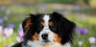 Dog Bite Symptoms in Children – When to Seek Emergency Care Dog Bite Symptoms in Children – When to Seek Emergency Care