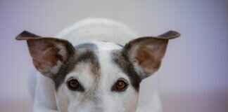 Çocuklarda Köpek Isırığı Belirtileri – Ne Zaman Acil Bakım Gerektirir? Çocuklarda Köpek Isırığı Belirtileri – Ne Zaman Acil Bakım Gerektirir?