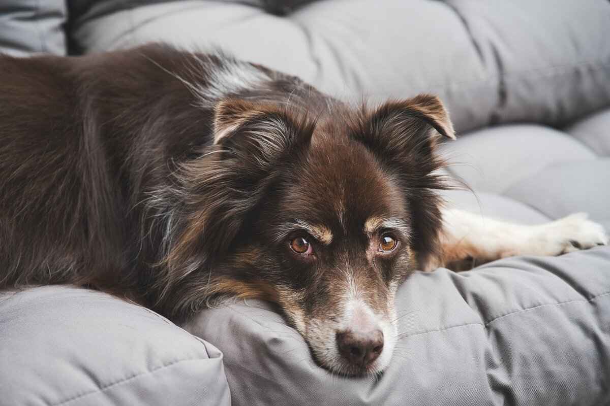 Understanding Dog Bite Risks