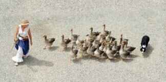 Dog Bite Symptoms – When to Worry About a Bite Dog Bite Symptoms – When to Worry About a Bite