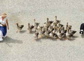 Dog Bite Symptoms – When to Worry About a Bite Dog Bite Symptoms – When to Worry About a Bite