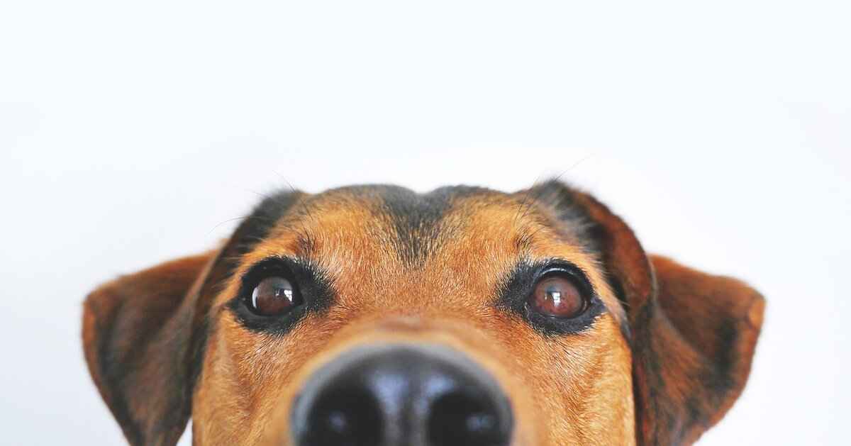 Understanding Dog Bite Symptoms