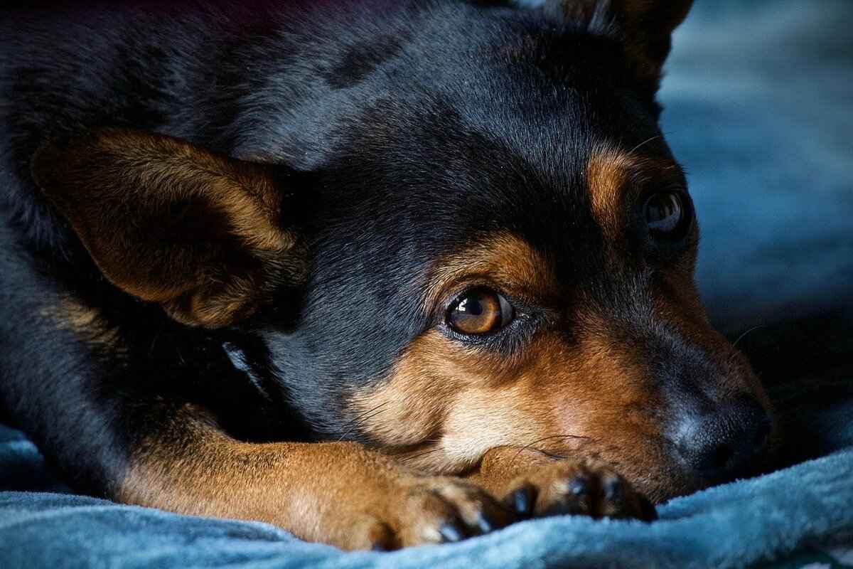 Long-Term Effects of Dog Bites