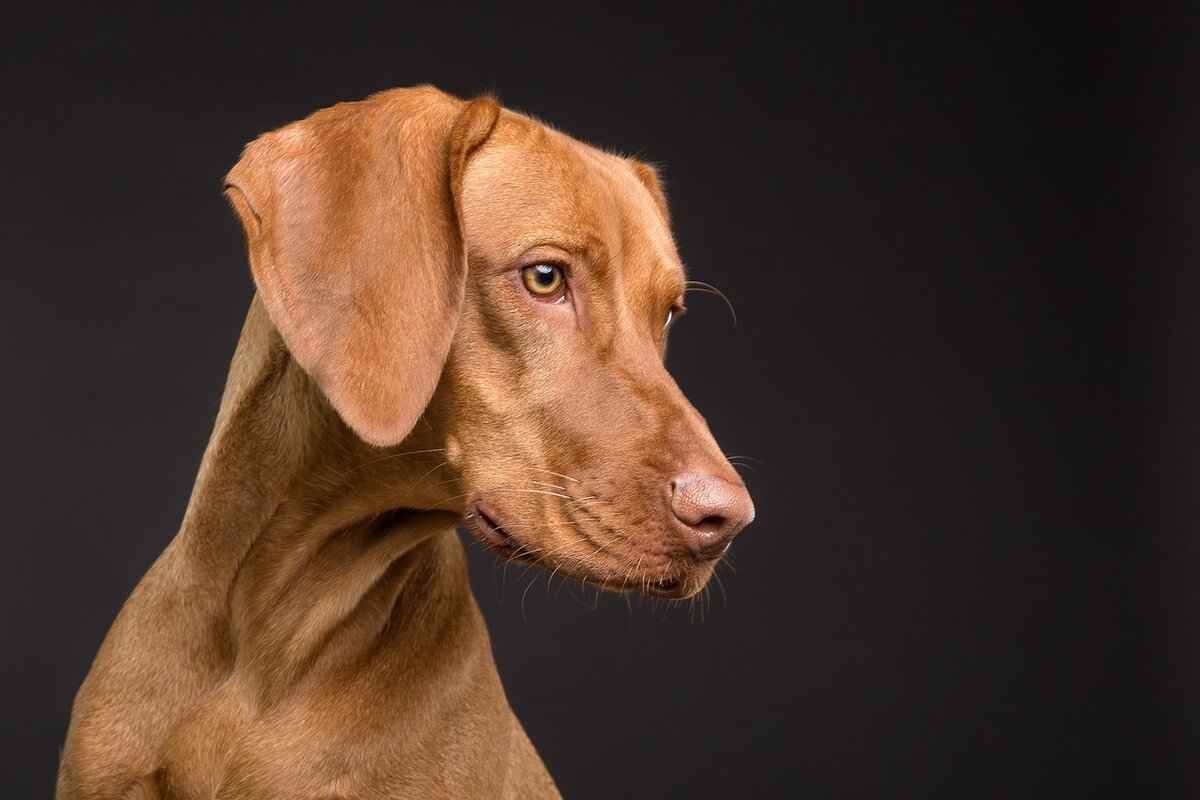 Common Physical Symptoms of Dog Bites