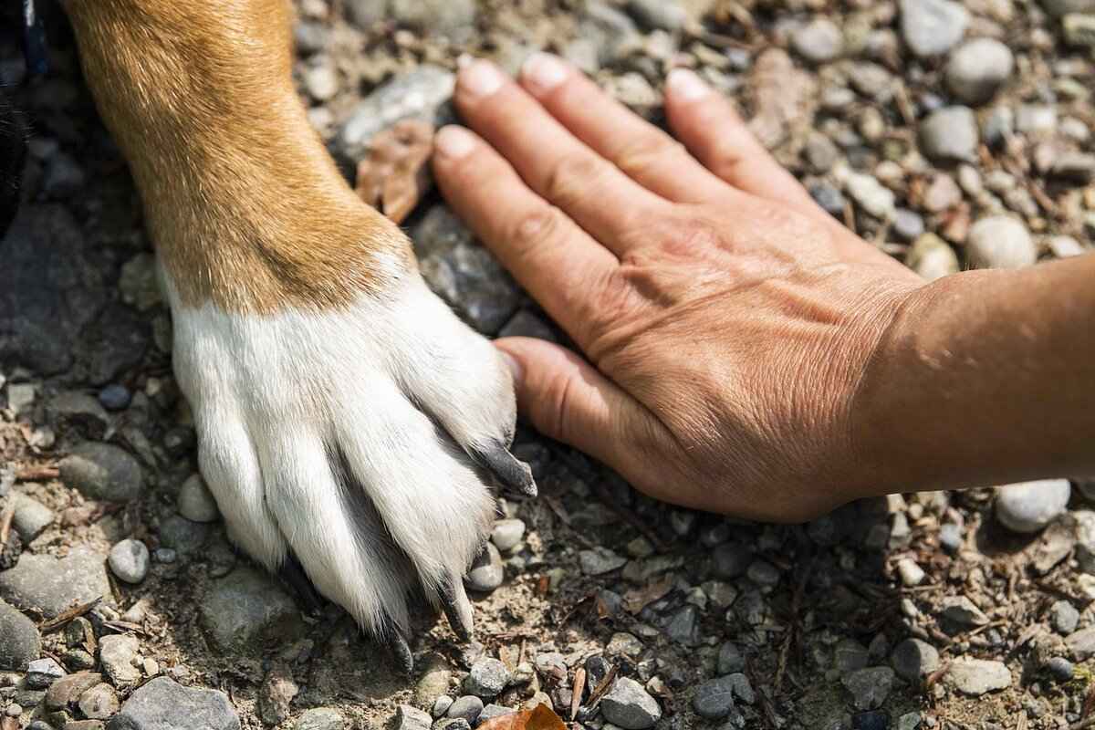 Köpek Isırığı Belirtileri – Bir Isırık Hakkında Ne Zaman Endişelenmelisiniz? 2 Köpek Isırığı Sonrası İlk Yardım Adımları