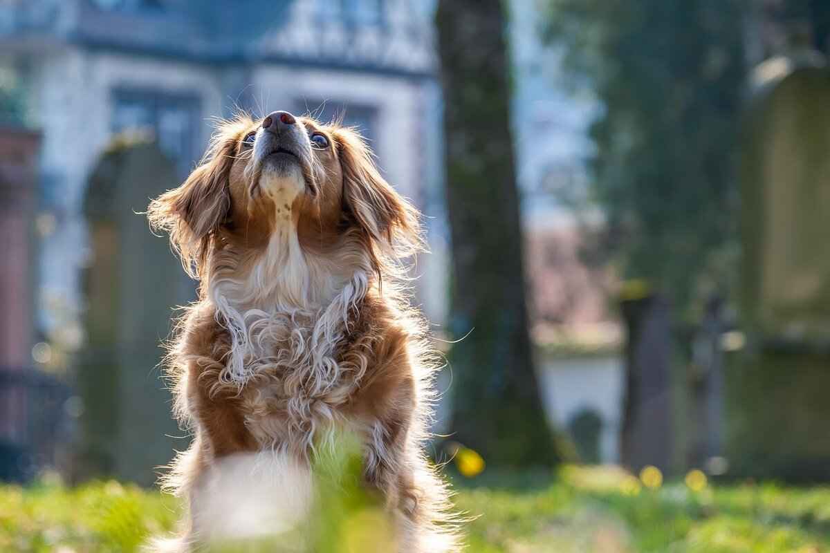 Köpek Isırığı Tedavisi – Yarayı Doğru Şekilde Nasıl İyileştirirsiniz 1 Köpek Isırığı Nedir?