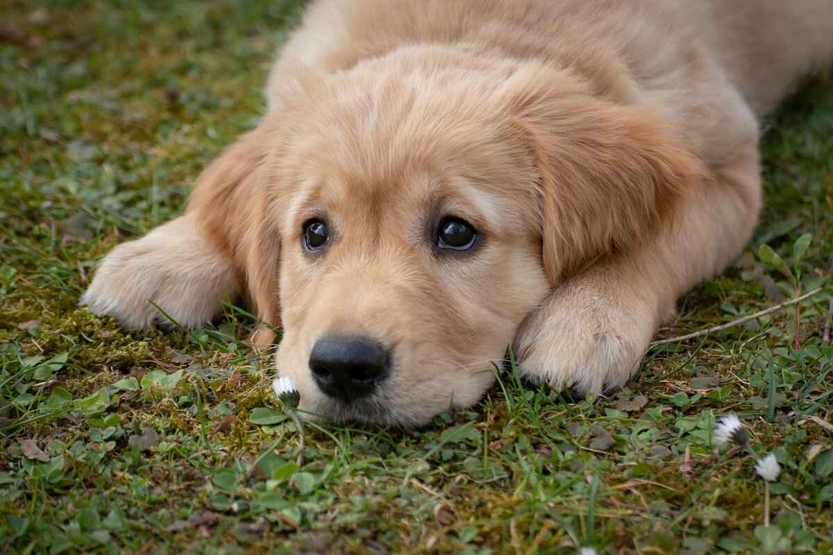Understanding Dog Bite Wounds