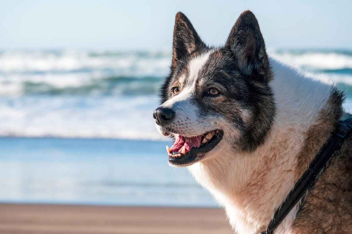 Köpek Isırığı Yarası Bandajlama – Doğru İyileşme İçin En İyi Uygulamalar 1 Köpek Isırığı Nedir?