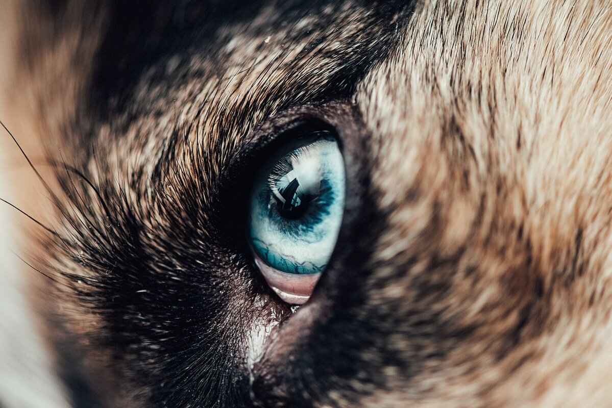 Signs of Infection in Dog Bite Wounds