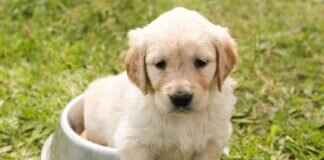 Köpek Isırığı Yarası İyileşme Aşamaları – İyileşme Sürecinde Ne Beklenmeli Köpek Isırığı Yarası İyileşme Aşamaları – İyileşme Sürecinde Ne Beklenmeli