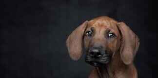 Dog Breed Bite Force – Comparing the Most Powerful Jaws # Dog Breed Bite Force – Comparing the Most Powerful Jaws  Dog Breed Bite Force – Comparing the Most Powerful Jaws # Dog Breed Bite Force – Comparing the Most Powerful Jaws