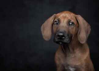 Dog Breed Bite Force – Comparing the Most Powerful Jaws # Dog Breed Bite Force – Comparing the Most Powerful Jaws  Dog Breed Bite Force – Comparing the Most Powerful Jaws # Dog Breed Bite Force – Comparing the Most Powerful Jaws