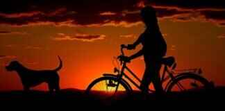 Dog Snake Bite Symptoms – How to Recognize and Treat Them Dog Snake Bite Symptoms – How to Recognize and Treat Them