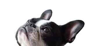 Köpek Yılan Isırığı Belirtileri – Nasıl Tanıyabilir ve Tedavi Edebilirsiniz Köpek Yılan Isırığı Belirtileri – Nasıl Tanıyabilir ve Tedavi Edebilirsiniz