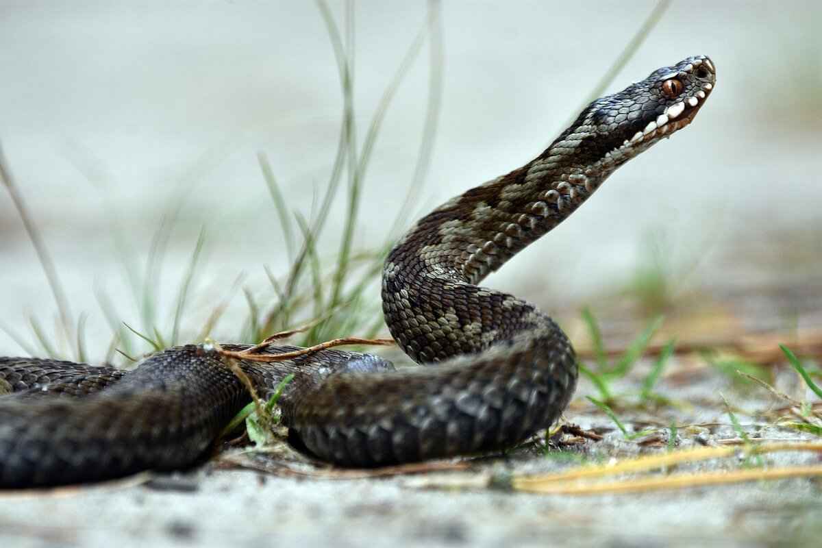 Dog Snake Bite Symptoms – How to Recognize and Treat Them 5 Veterinary Treatment for Snake Bites