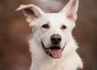 Köpek Yılan Isırma Zaman Çizelgesi – İyileşme Sürecinde Ne Beklenmeli Köpek Yılan Isırma Zaman Çizelgesi – İyileşme Sürecinde Ne Beklenmeli