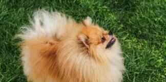 Dogo Argentino Bite Force – How It Stacks Up Against Other Breeds Dogo Argentino Bite Force – How It Stacks Up Against Other Breeds