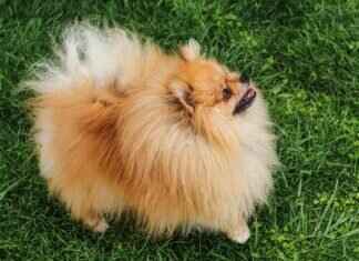 Dogo Argentino Bite Force – How It Stacks Up Against Other Breeds Dogo Argentino Bite Force – How It Stacks Up Against Other Breeds