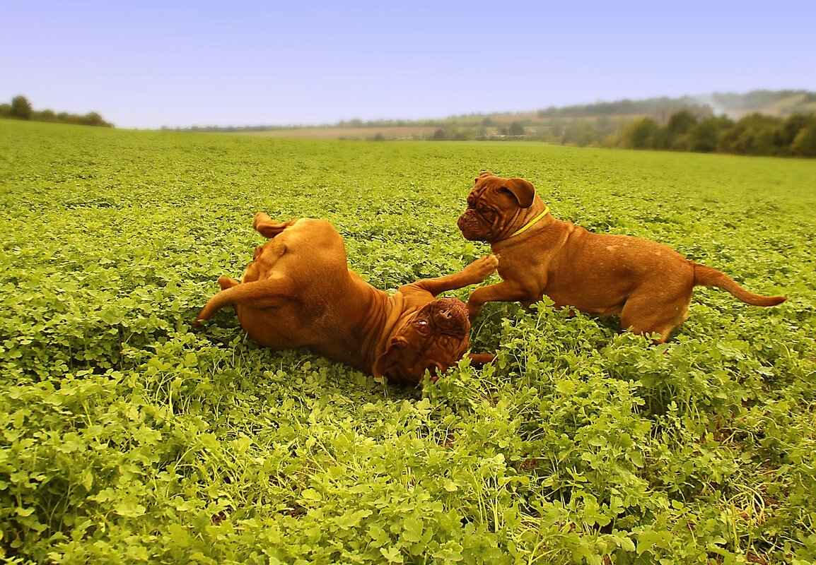 Dogo Argentino'nun Fiziksel Özellikleri