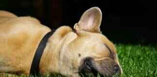 Köpekler ve Böcek Isırıkları – Evcil Hayvanınızı Zararlılardan Nasıl Korursunuz Köpekler ve Böcek Isırıkları – Evcil Hayvanınızı Zararlılardan Nasıl Korursunuz