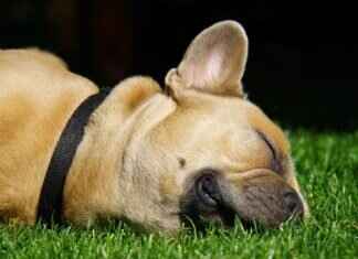 Köpekler ve Böcek Isırıkları – Evcil Hayvanınızı Zararlılardan Nasıl Korursunuz Köpekler ve Böcek Isırıkları – Evcil Hayvanınızı Zararlılardan Nasıl Korursunuz