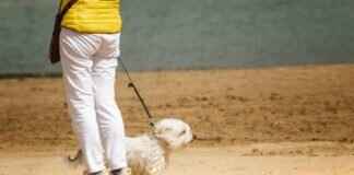 Dogs and Insect Bites – What Owners Need to Watch For Dogs and Insect Bites – What Owners Need to Watch For