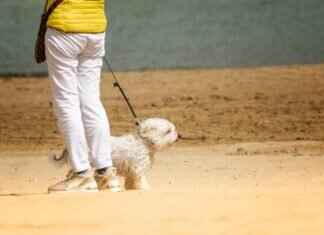 Dogs and Insect Bites – What Owners Need to Watch For Dogs and Insect Bites – What Owners Need to Watch For