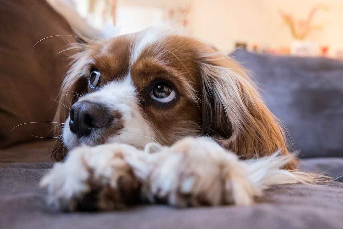 Dogs and Insect Bites – What Owners Need to Watch For 4 Preventing Insect Bites in Dogs