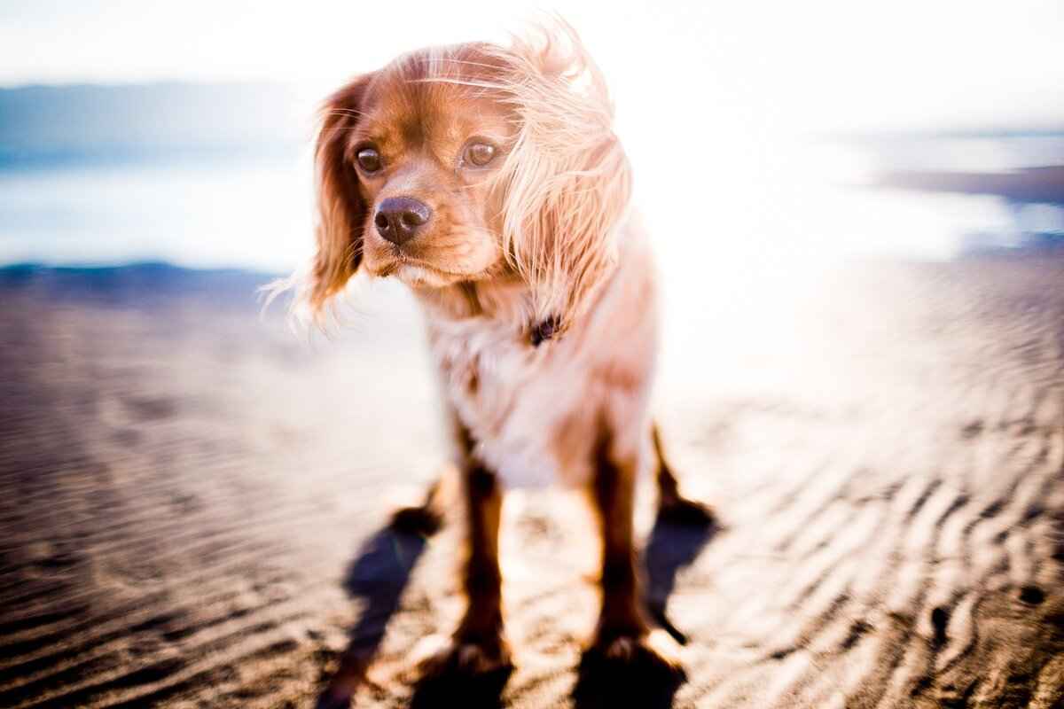 Dogs and Insect Bites – What Owners Need to Watch For 6 When to Seek Veterinary Help