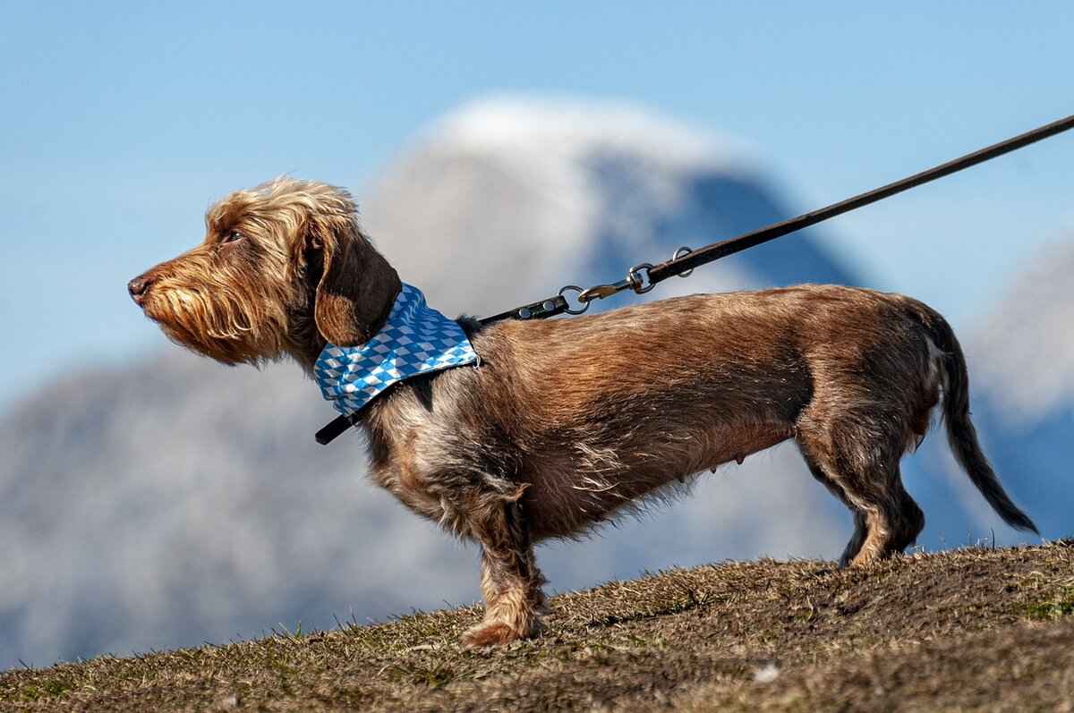 Dogs and Insect Bites – What Owners Need to Watch For 2 Symptoms of Insect Bites in Dogs