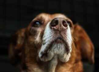 Köpekler ve Yılan Isırıkları – Karşılaşmaları Önleme ve Yönetme Yöntemleri Köpekler ve Yılan Isırıkları – Karşılaşmaları Önleme ve Yönetme Yöntemleri