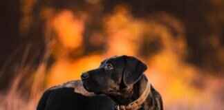 Dogs and Snake Bites – What to Do in an Emergency Dogs and Snake Bites – What to Do in an Emergency