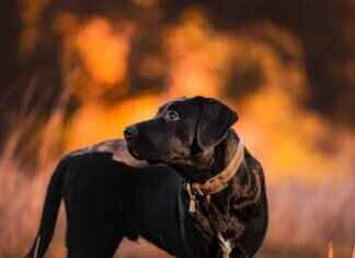 Dogs and Snake Bites – What to Do in an Emergency Dogs and Snake Bites – What to Do in an Emergency