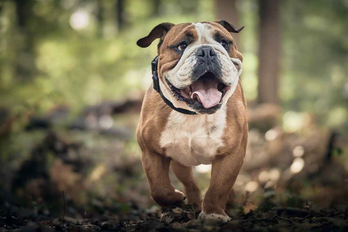Dogs and Snake Bites – What to Do in an Emergency 1 Understanding Snake Bites in Dogs