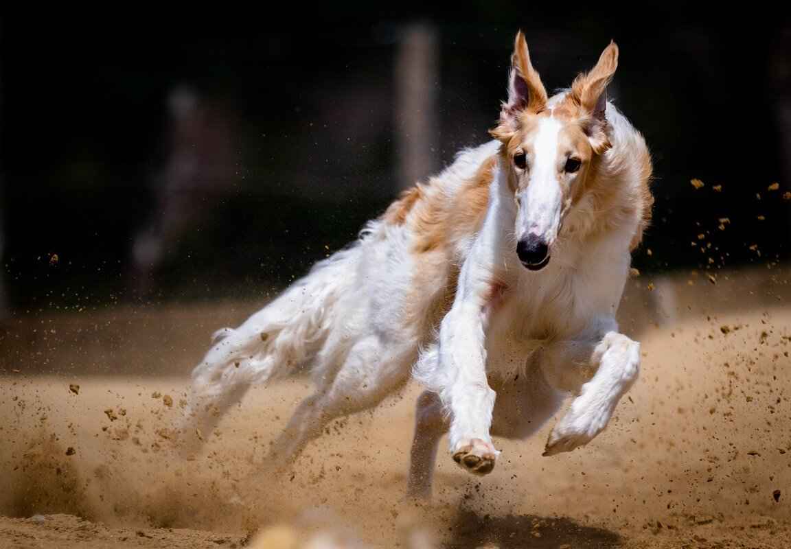 Dogs and Snake Bites – What to Do in an Emergency 2 Common Symptoms of Snake Bites