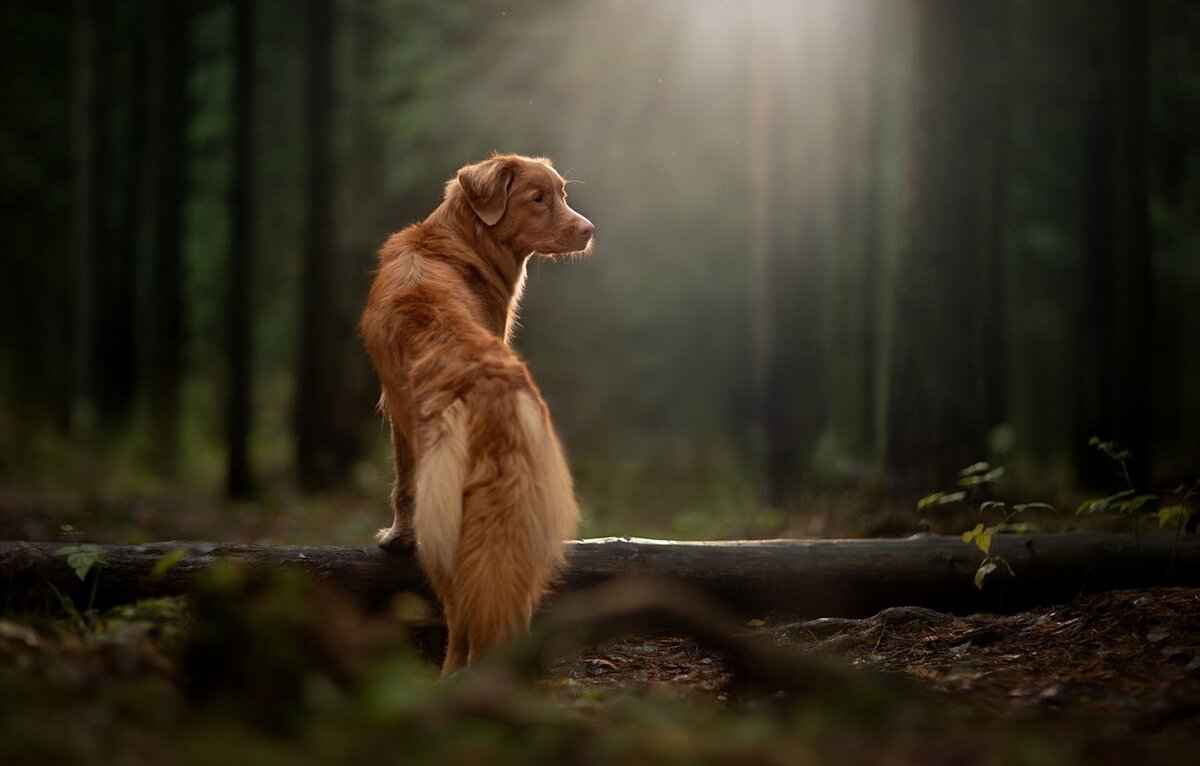 Dogs and Spider Bites – What Every Owner Should Know 1 Understanding Spider Bites in Dogs