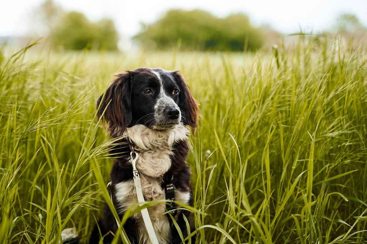 Dogs and Spider Bites – What Every Owner Should Know 2 Common Symptoms of Spider Bites