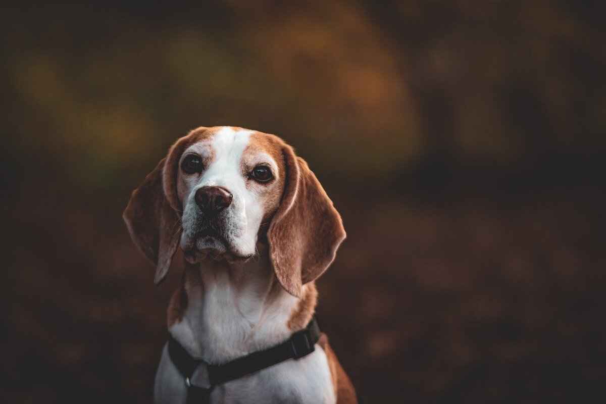 Dogs and Spider Bites – What Every Owner Should Know 3 Treatment Options for Spider Bites