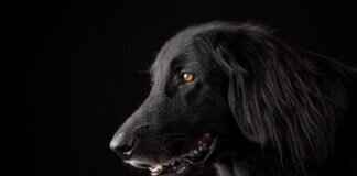 Dogs with Strong Bite Force – What It Means for Owners Dogs with Strong Bite Force – What It Means for Owners
