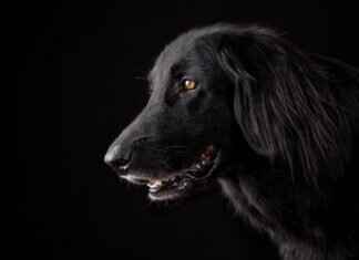 Dogs with Strong Bite Force – What It Means for Owners Dogs with Strong Bite Force – What It Means for Owners