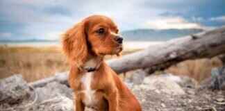 Köpeklerin Güçlü Isırma Gücü – Sahipler İçin Ne Anlama Geliyor? Köpeklerin Güçlü Isırma Gücü – Sahipler İçin Ne Anlama Geliyor?